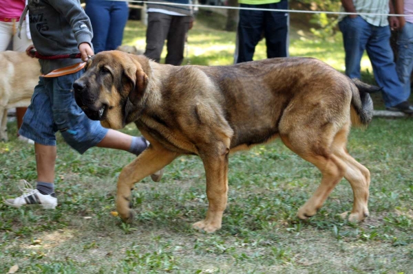 Ciro de Tierra de Orbigo: 1. - Puppy Class Males / Clase Cachorros Machos - Barrios de Luna 2009
Owner: Manuel Garrido
Keywords: 2009