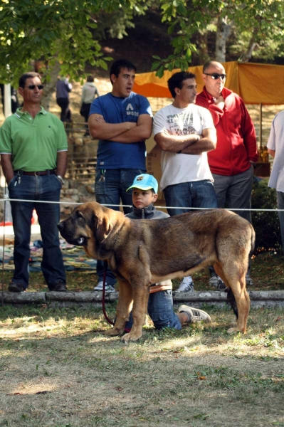 Ciro de Tierra de Orbigo: 1. - Puppy Class Males / Clase Cachorros Machos - Barrios de Luna 2009
Owner: Manuel Garrido
Keywords: 2009