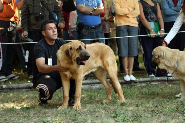 Puppy Class Males - Clase Cachorros Machos - Barrios de Luna 2009
Keywords: 2009