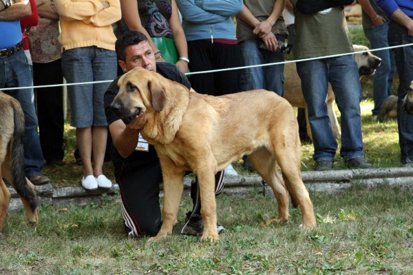Puppy Class Males - Clase Cachorros Machos - Barrios de Luna 2009
Keywords: 2009