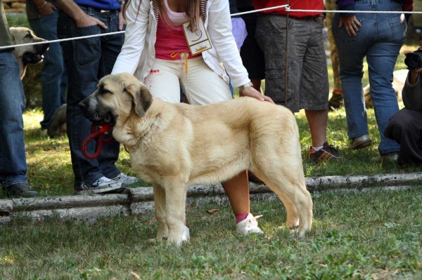 Puppy Class Males / Clase Cachorros Machos - Barrios de Luna 2009
Owner: Enrique López
Keywords: 2009