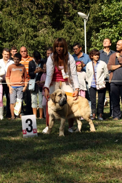 3. - Puppy Class Males / Clase Cachorros Machos - Barrios de Luna 2009
Owner: Enrique López
Keywords: 2009