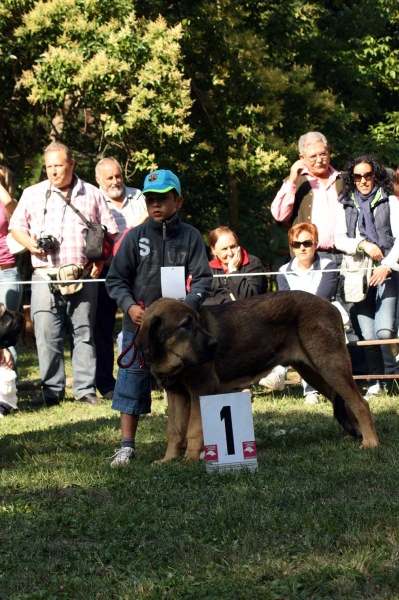 Ciro de Tierra de Orbigo: 1. - Puppy Class Males / Clase Cachorros Machos - Barrios de Luna 2009
Owner: Manuel Garrido
Keywords: 2009