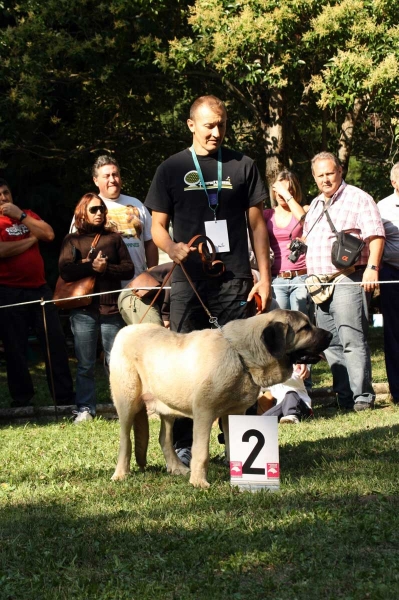 Mallo de Masada Los Robles: 2. - Puppy Class Males / Clase Cachorros Machos - Barrios de Luna 2009
Owner: José Tomás Fernández
Keywords: 2009