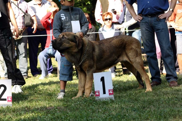 Ciro de Tierra de Orbigo: 1. - Puppy Class Males / Clase Cachorros Machos - Barrios de Luna 2009
Owner: Manuel Garrido
Keywords: 2009