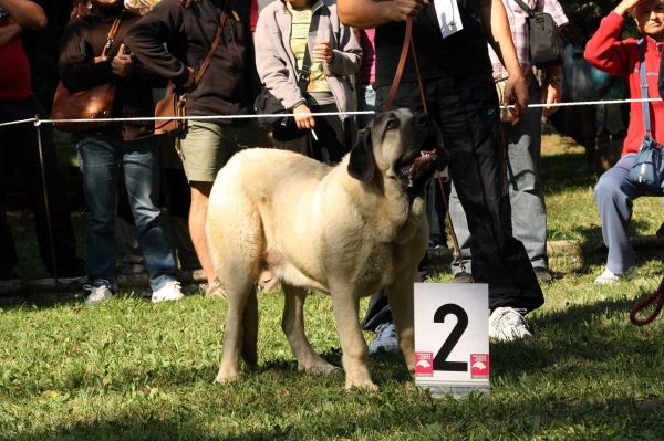 Mallo de Masada Los Robles: 2. - Puppy Class Males / Clase Cachorros Machos - Barrios de Luna 2009
Owner: José Tomás Fernández
Keywords: 2009