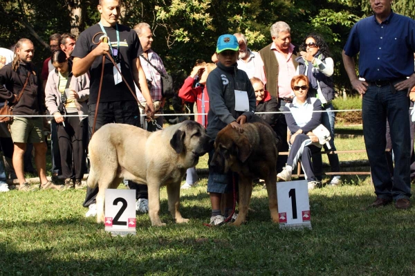 Mallo de Masada Los Robles: 2. & Ciro de Tierra de Orbigo: 1. - Puppy Class Males / Clase Cachorros Machos - Barrios de Luna 2009
Owners: José Tomás Fernández, Manuel Garrido
Keywords: 2009