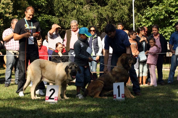 Mallo de Masada Los Robles: 2. & Ciro de Tierra de Orbigo: 1. - Puppy Class Males / Clase Cachorros Machos - Barrios de Luna 2009
Owners: José Tomás Fernández, Manuel Garrido
Keywords: 2009