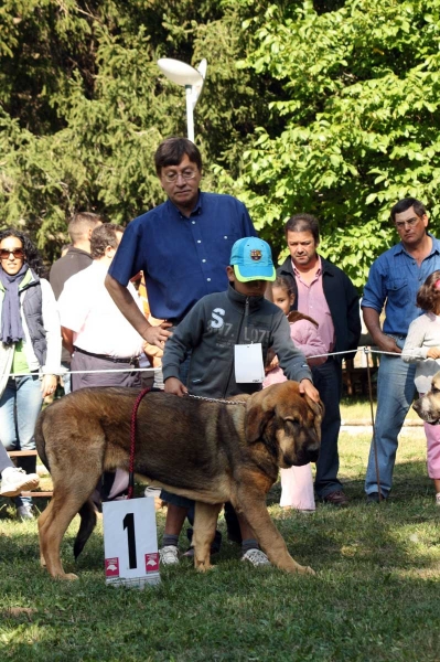 Ciro de Tierra de Orbigo: 1. - Puppy Class Males / Clase Cachorros Machos - Barrios de Luna 2009
Owner: Manuel Garrido
Keywords: 2009