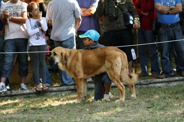 Puppy Class Females / Clase Cachorros Hembras - Barrios de Luna 2009
Keywords: 2009