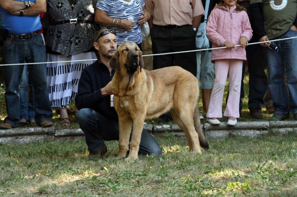 Puppy Class Females - Clase Cachorros Hembras - Barrios de Luna 2009
Keywords: 2009