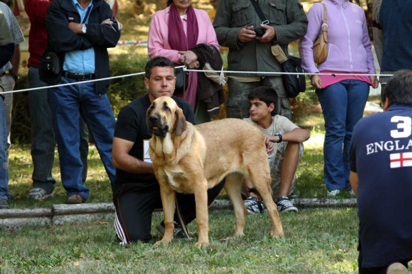 Puppy Class Females - Clase Cachorros Hembras - Barrios de Luna 2009
Keywords: 2009