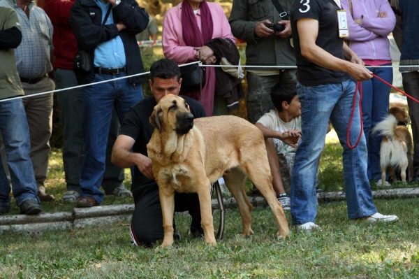 Puppy Class Females - Clase Cachorros Hembras - Barrios de Luna 2009
Keywords: 2009