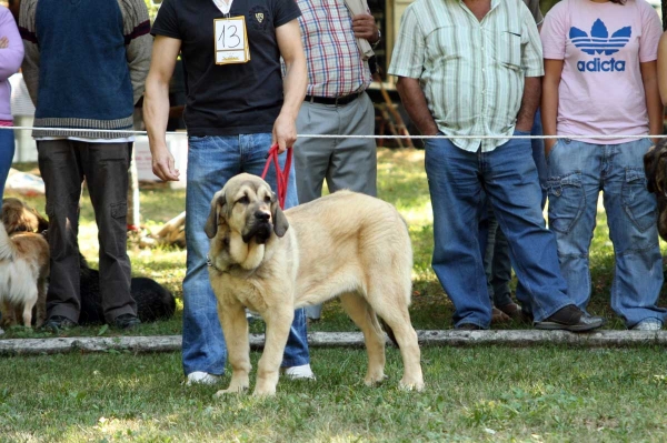 Puppy Class Females - Clase Cachorros Hembras - Barrios de Luna 2009
Keywords: 2009