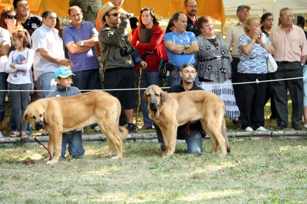 Puppy Class Females - Clase Cachorros Hembras - Barrios de Luna 2009
Keywords: 2009