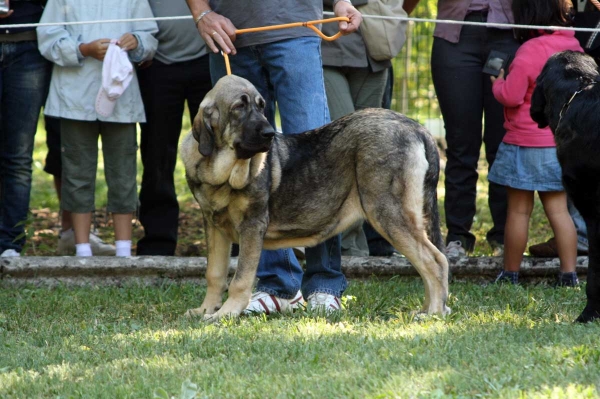 Puppy Class Females - Clase Cachorros Hembras - Barrios de Luna 2009
Keywords: 2009