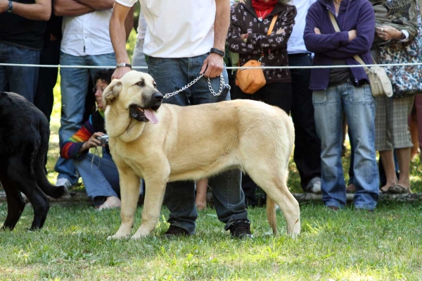 Puppy Class Females - Clase Cachorros Hembras - Barrios de Luna 2009
Keywords: 2009