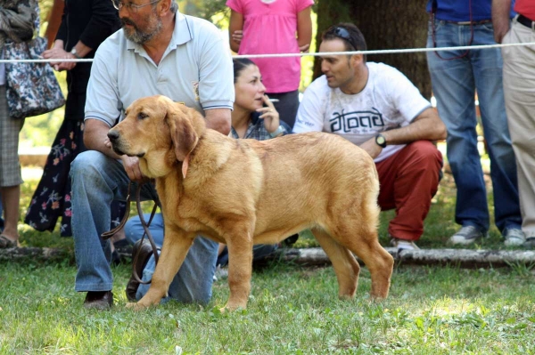 Puppy from 'La Vicheriza' - Puppy Class Females / Clase Cachorros Hembras - Barrios de Luna 2009
Owner: Cándido Rodriques
Keywords: 2009