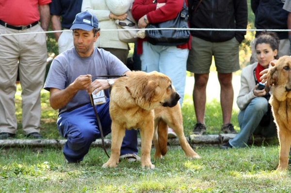 Puppy Class Females - Clase Cachorros Hembras - Barrios de Luna 2009
Keywords: 2009