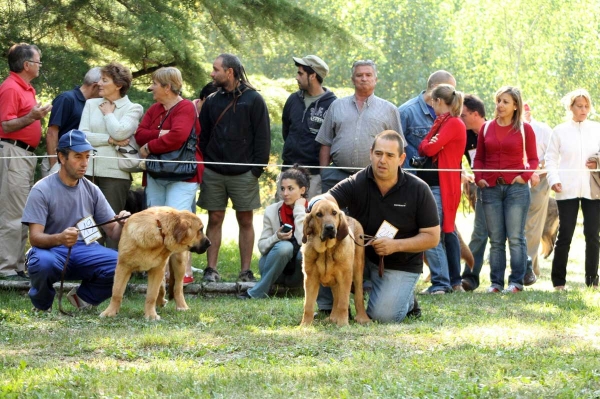 Puppy Class Females - Clase Cachorros Hembras - Barrios de Luna 2009
Keywords: 2009