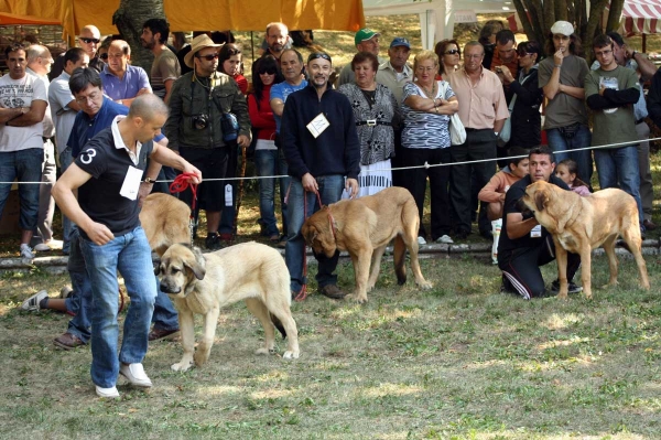 Puppy Class Females - Clase Cachorros Hembras - Barrios de Luna 2009
Keywords: 2009