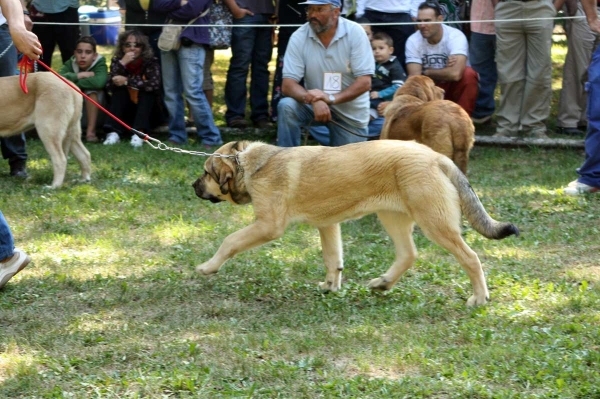 Puppy Class Females - Clase Cachorros Hembras - Barrios de Luna 2009
Keywords: 2009