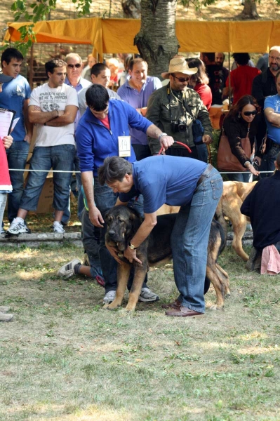 Puppy Class Females / Clase Cachorros Hembras - Barrios de Luna 2009  
Keywords: 2009