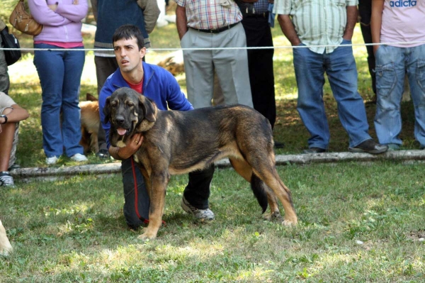 Puppy Class Females / Clase Cachorros Hembras - Barrios de Luna 2009  
Keywords: 2009