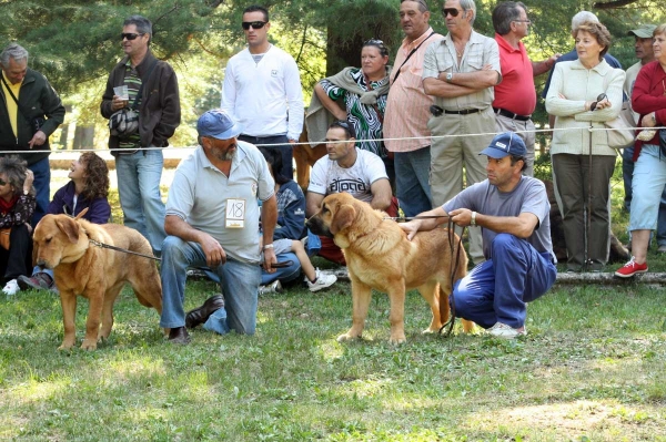 Puppy Class Females - Clase Cachorros Hembras - Barrios de Luna 2009
Keywords: 2009