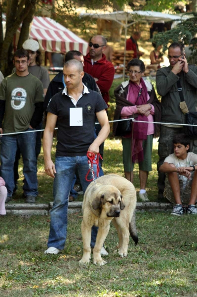 Puppy Class Females - Clase Cachorros Hembras - Barrios de Luna 2009
Keywords: 2009