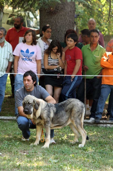 Puppy Class Females - Clase Cachorros Hembras - Barrios de Luna 2009
Keywords: 2009