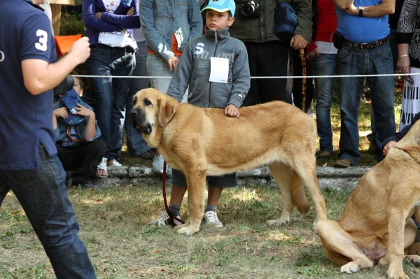 Puppy Class Females - Clase Cachorros Hembras - Barrios de Luna 2009
Keywords: 2009