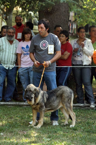 Puppy Class Females - Clase Cachorros Hembras - Barrios de Luna 2009
Keywords: 2009