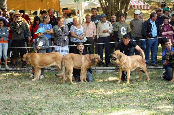 Puppy Class Females - Clase Cachorros Hembras - Barrios de Luna 2009
Keywords: 2009