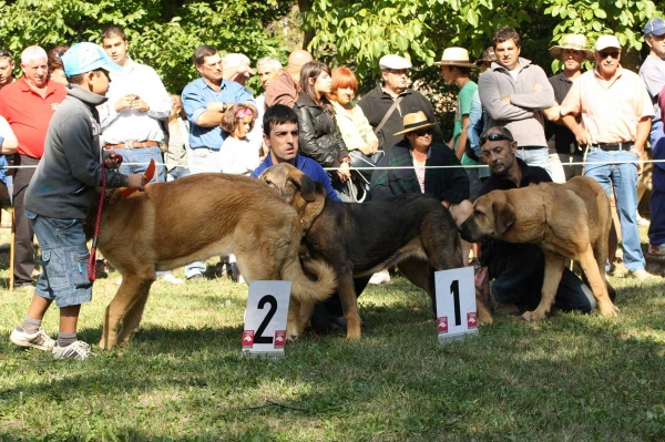 Puppy Class Females / Clase Cachorros Hembras - Barrios de Luna 2009
Keywords: 2009