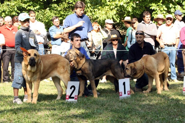 Puppy Class Females / Clase Cachorros Hembras - Barrios de Luna 2009
Keywords: 2009