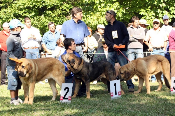 Puppy Class Females / Clase Cachorros Hembras - Barrios de Luna 2009
Keywords: 2009