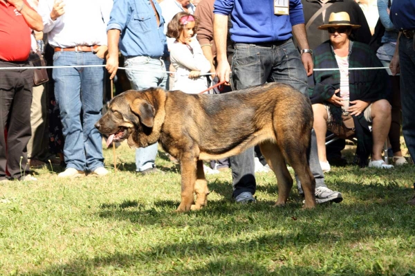 Puppy Class Females / Clase Cachorros Hembras - Barrios de Luna 2009
Keywords: 2009