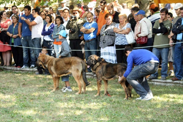 Puppy Class Females / Clase Cachorros Hembras - Barrios de Luna 2009
Keywords: 2009