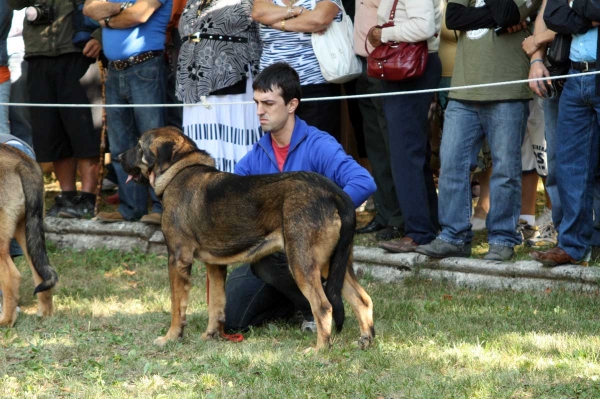 Puppy Class Females / Clase Cachorros Hembras - Barrios de Luna 2009
Keywords: 2009