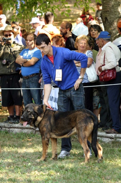 Puppy Class Females / Clase Cachorros Hembras - Barrios de Luna 2009
Keywords: 2009