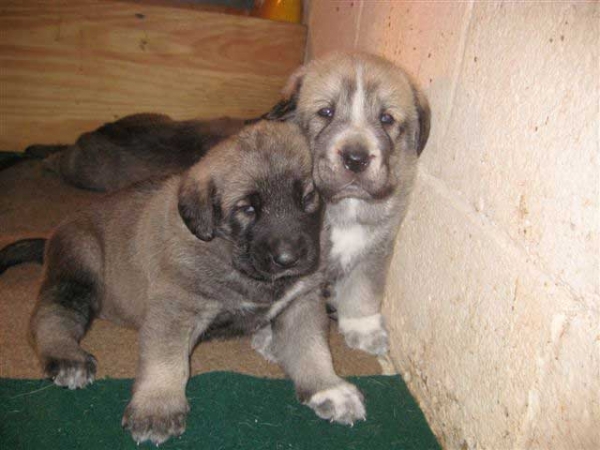 Puppies from Angel De La Asturias (USA) - born 28.10.2007
Keywords: himmelberg