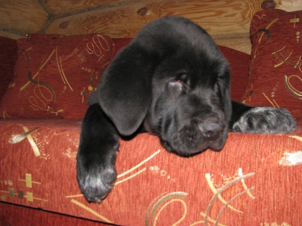 For evening rest, cosy couch is best! - Queto de Buxionte 
(Negrita de Buxionte x Surco de Fuente Mimbre)
Born: 11.10.2008
Keywords: cortedemadrid