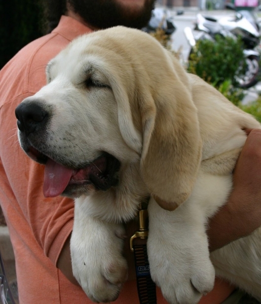 Tonio del Dharmapuri
Tonio watching what is going on around with a playfull eye.  

Keywords: puppy cachorro