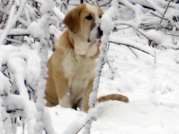 Ava of the Witches Meltingpot - in the snow
Keywords: snow nieve latimer