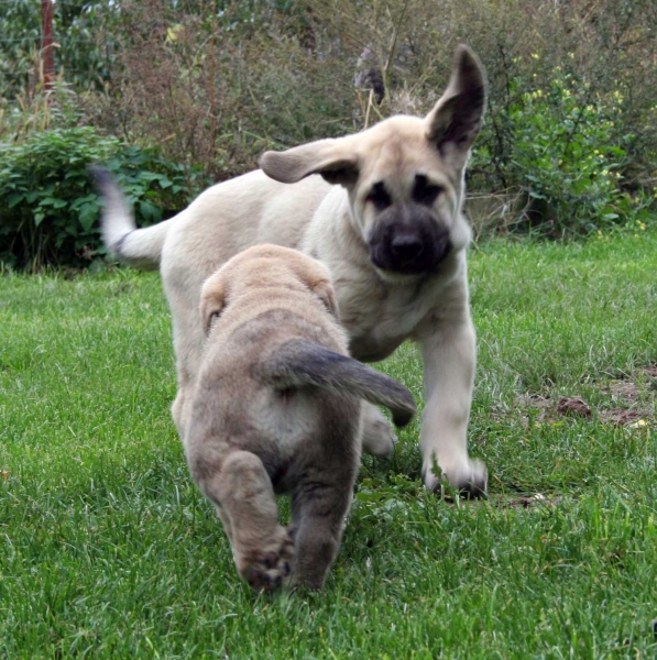 Puppies from Lu Dareva
3. Winner Photo of October 2008 in Mastin Gallery
Keywords: ludareva