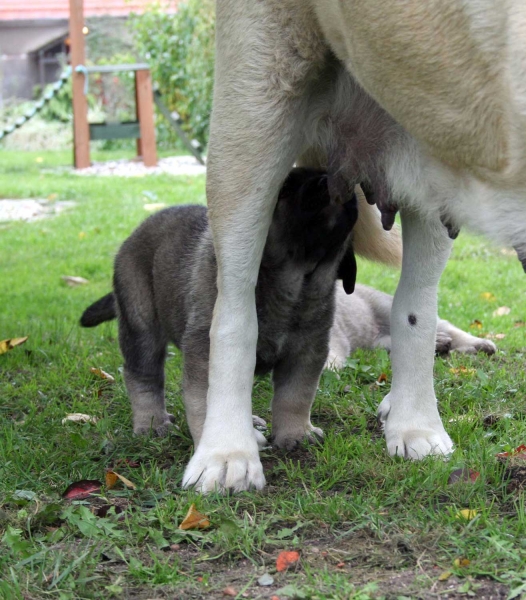 Puppy from Lu Dareva
Keywords: ludareva