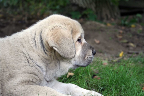 Puppy from Lu Dareva
Keywords: ludareva