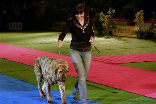 FRANCHESCA MASTIBE: CWC, BOB - "Champion of the Champions", Leszno, Poland - 25.02.2007
Keywords: 2007 ludareva