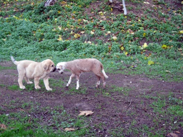 Cachorra de Fuente Mimbre 2½ meses
Cañonero de Fuente Mimbre x Marta de Fuente Mimbre
Nacida: 05.10.2009

Keywords: flock